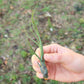 BLOOM SALE - Large Tillandsia Butzii Air Plants