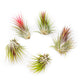 SALE - Tillandsia Ionantha Guatemala Air Plants - Set of 10, 20 or 50 Air Plants - 70% Off