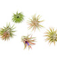 Tillandsia Ionantha Mexican Air Plants