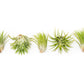 Tillandsia Ionantha Mexican Air Plants