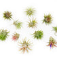 SALE - Large Tillandsia Ionantha Rubra Air Plants - Set of 10 or 20 - 40% Off