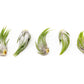 Tillandsia Ionantha Scaposa Air Plants