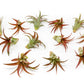 SALE - Tillandsia Red Abdita Air Plants - Set of 10 or 20 - 50% Off