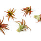 SALE - Tillandsia Red Abdita Air Plants - Set of 10 or 20 - 50% Off