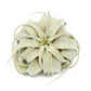 Large Tillandsia Air Plant Variety - Set of 10, 15, or 20 - 40% Off
