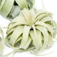Tillandsia Xerographica Air Plants - Multiple Sizes