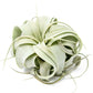 Small Tillandsia Xerographica / 4 -5 Inches Wide