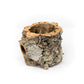 Natural Cork Bark Planters with Assorted Tillandsia Air Plants