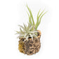 Natural Cork Bark Planters