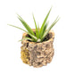 Natural Cork Bark Planters with Assorted Tillandsia Air Plants