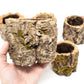 Natural Cork Bark Planters