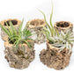 Natural Cork Bark Planters with Assorted Tillandsia Air Plants