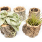 Natural Cork Bark Planters with Assorted Tillandsia Air Plants