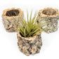 Natural Cork Bark Planters with Assorted Tillandsia Air Plants