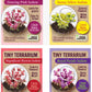Sedum Tiny Terrariums Bundle - 1 each of 4 Varieties