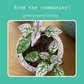 Hypoestes 'Polka Dot Plant' Seeds