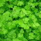 100 PIGGYBACK Plant YOUTH On AGE Tolmiea Thousand Mothers Menziesii Flower Seeds