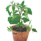 Grape Tomatoes Plant-It-Starters - Multipack of 4