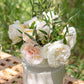 Top Cream Rose 1.5 Gallon Pot Fragrant Hybrid Tea Rose