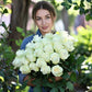 Top Cream Rose 1.5 Gallon Pot Fragrant Hybrid Tea Rose