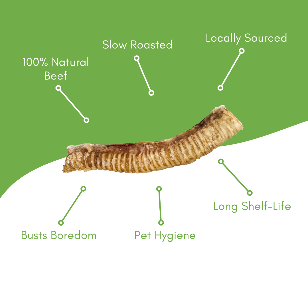 6" Beef Trachea Bone
