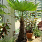 10 WAGNER WINDMILL PALM Dwarf Chusa Trachycarpus Fortunei Wagnerianus Tree Houseplant Seeds