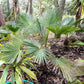 10 WAGNER WINDMILL PALM Dwarf Chusa Trachycarpus Fortunei Wagnerianus Tree Houseplant Seeds