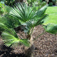 10 WAGNER WINDMILL PALM Dwarf Chusa Trachycarpus Fortunei Wagnerianus Tree Houseplant Seeds