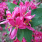 50 Tatarian Asian HONEYSUCKLE Lonicera Tatarica Pink Flower Shrub Bush Seeds