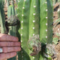 Trichocereus Cactus Seeds Pachanoi, Peruvianus, Bridgesii, Scopulicola, Hybrid seed & others For Sale