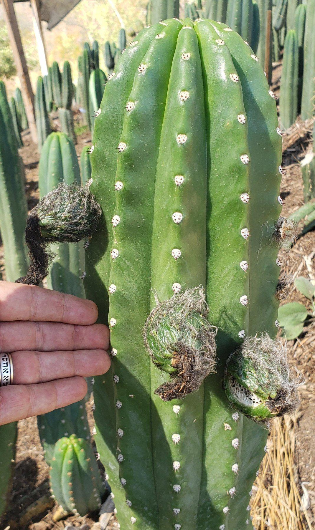 Trichocereus Cactus Seeds Pachanoi, Peruvianus, Bridgesii, Scopulicola, Hybrid seed & others For Sale