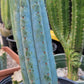 Trichocereus Cactus Seeds Pachanoi, Peruvianus, Bridgesii, Scopulicola, Hybrid seed & others For Sale
