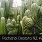 Trichocereus Cactus Seeds Pachanoi, Peruvianus, Bridgesii, Scopulicola, Hybrid seed & others For Sale