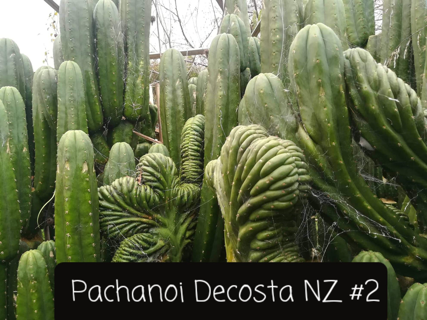 Trichocereus Cactus Seeds Pachanoi, Peruvianus, Bridgesii, Scopulicola, Hybrid seed & others For Sale