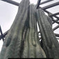 Trichocereus Cactus Seeds Pachanoi, Peruvianus, Bridgesii, Scopulicola, Hybrid seed & others For Sale