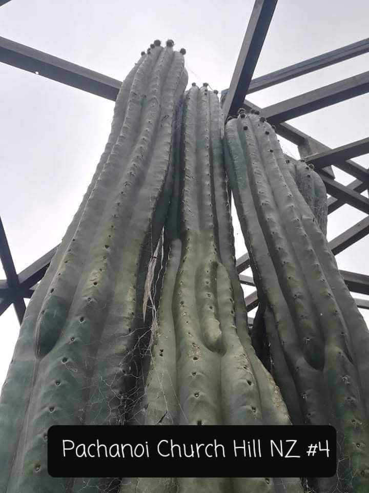 Trichocereus Cactus Seeds Pachanoi, Peruvianus, Bridgesii, Scopulicola, Hybrid seed & others For Sale
