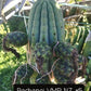 Trichocereus Cactus Seeds Pachanoi, Peruvianus, Bridgesii, Scopulicola, Hybrid seed & others For Sale