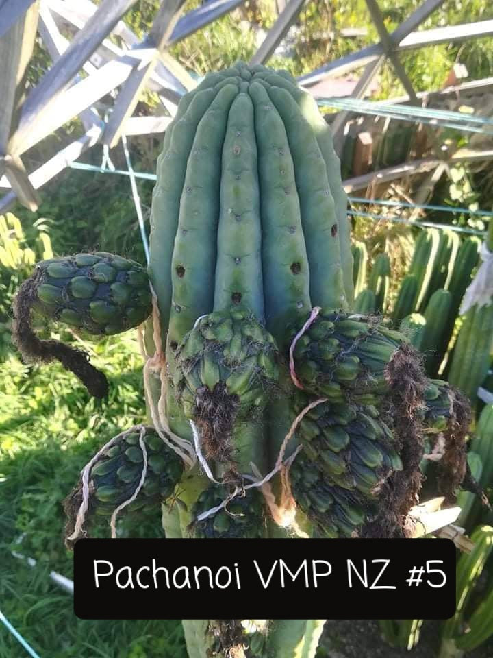 Trichocereus Cactus Seeds Pachanoi, Peruvianus, Bridgesii, Scopulicola, Hybrid seed & others For Sale