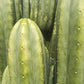 Trichocereus Cactus Seeds Pachanoi, Peruvianus, Bridgesii, Scopulicola, Hybrid seed & others For Sale