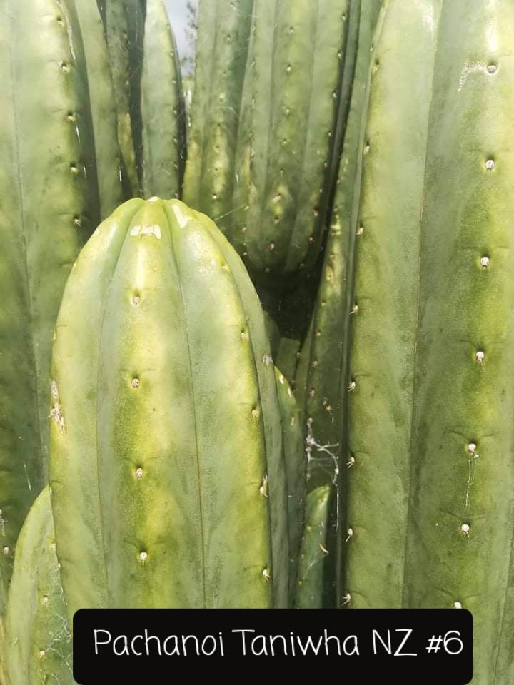 Trichocereus Cactus Seeds Pachanoi, Peruvianus, Bridgesii, Scopulicola, Hybrid seed & others For Sale