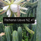 Trichocereus Cactus Seeds Pachanoi, Peruvianus, Bridgesii, Scopulicola, Hybrid seed & others For Sale