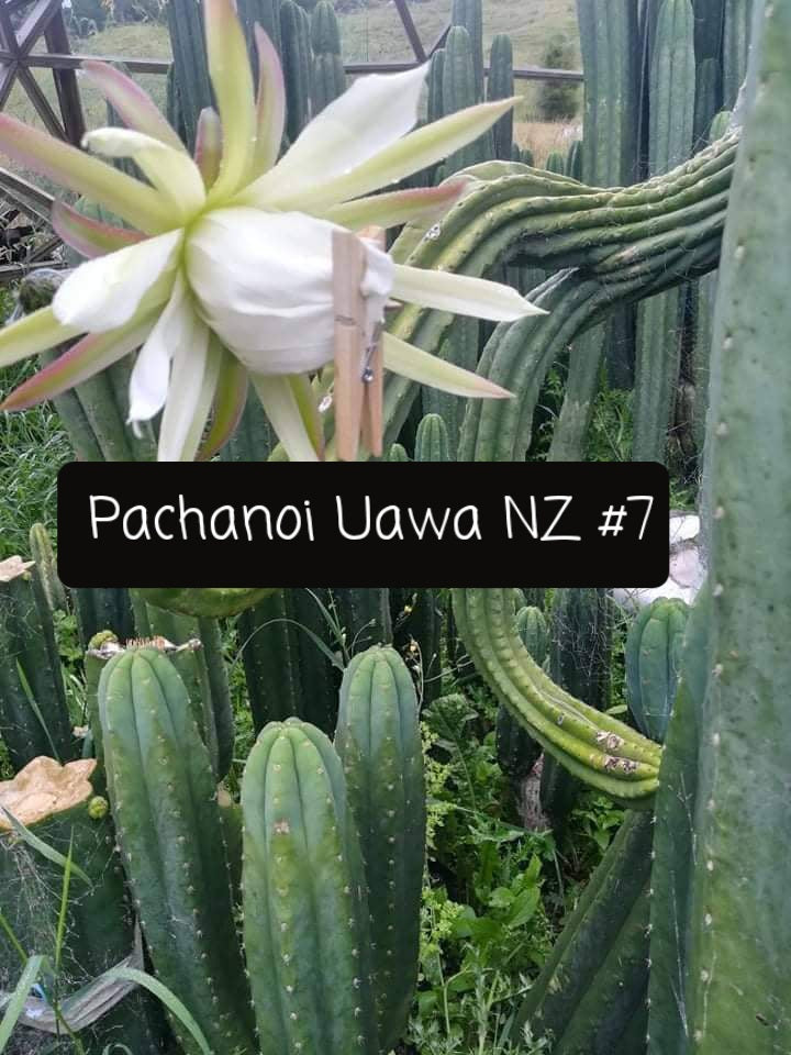 Trichocereus Cactus Seeds Pachanoi, Peruvianus, Bridgesii, Scopulicola, Hybrid seed & others For Sale