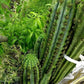 Trichocereus Cactus Seeds Pachanoi, Peruvianus, Bridgesii, Scopulicola, Hybrid seed & others For Sale