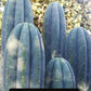 Trichocereus Cactus Seeds Pachanoi, Peruvianus, Bridgesii, Scopulicola, Hybrid seed & others For Sale