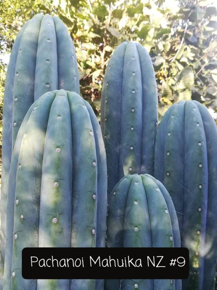 Trichocereus Cactus Seeds Pachanoi, Peruvianus, Bridgesii, Scopulicola, Hybrid seed & others For Sale