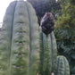 Trichocereus Cactus Seeds Pachanoi, Peruvianus, Bridgesii, Scopulicola, Hybrid seed & others For Sale