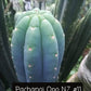 Trichocereus Cactus Seeds Pachanoi, Peruvianus, Bridgesii, Scopulicola, Hybrid seed & others For Sale