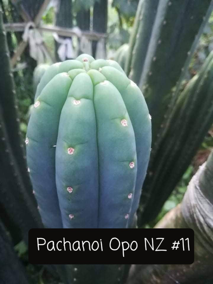 Trichocereus Cactus Seeds Pachanoi, Peruvianus, Bridgesii, Scopulicola, Hybrid seed & others For Sale