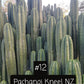 Trichocereus Cactus Seeds Pachanoi, Peruvianus, Bridgesii, Scopulicola, Hybrid seed & others For Sale