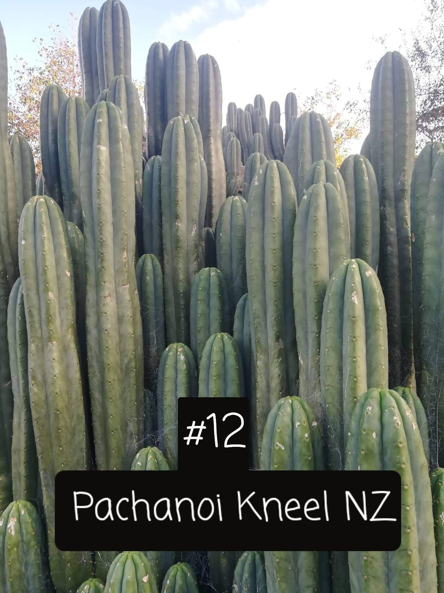 Trichocereus Cactus Seeds Pachanoi, Peruvianus, Bridgesii, Scopulicola, Hybrid seed & others For Sale